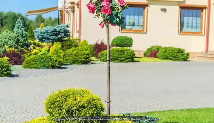 Podpora na róże pienne 150 cm
