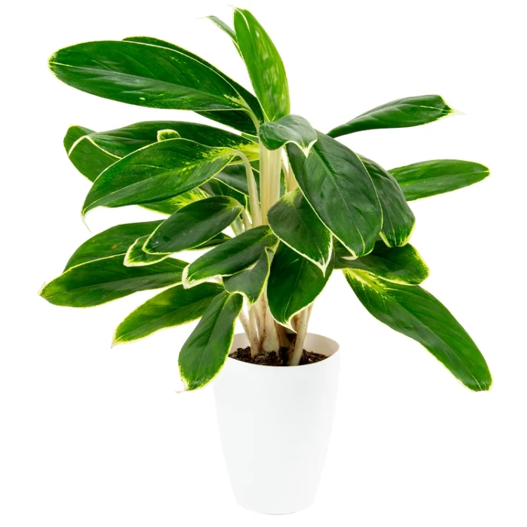 Doniczka Eria fi 13 cm - 1,6 L