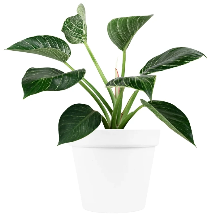 Doniczka Patio fi 26 cm - 7 L