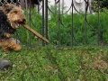 Stabilna metalowa podpora - Doskonały wybór dla roślin pnących i ozdobnych