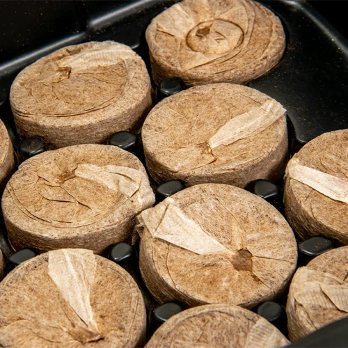 Mini szklarnia z krążkami kokosowymi
