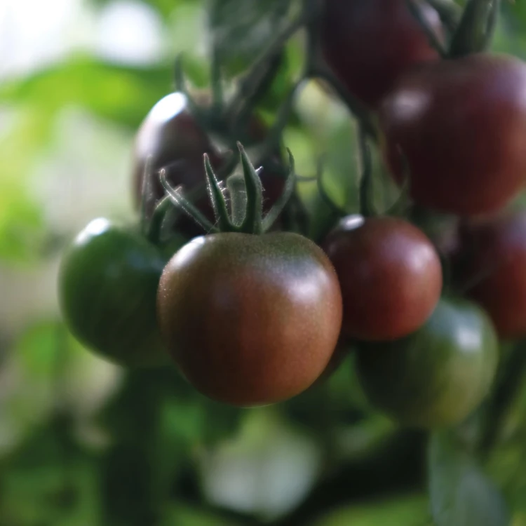 Pomidor koktajlowy 'Black Cherry' - BIO