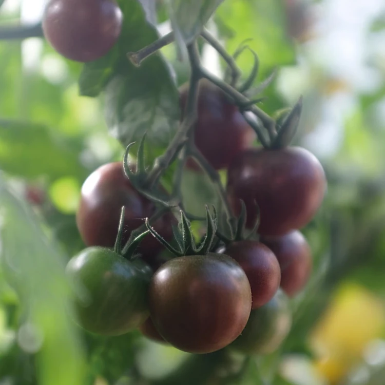 Pomidor koktajlowy 'Black Cherry' - BIO