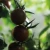 Pomidor koktajlowy 'Black Cherry' - BIO