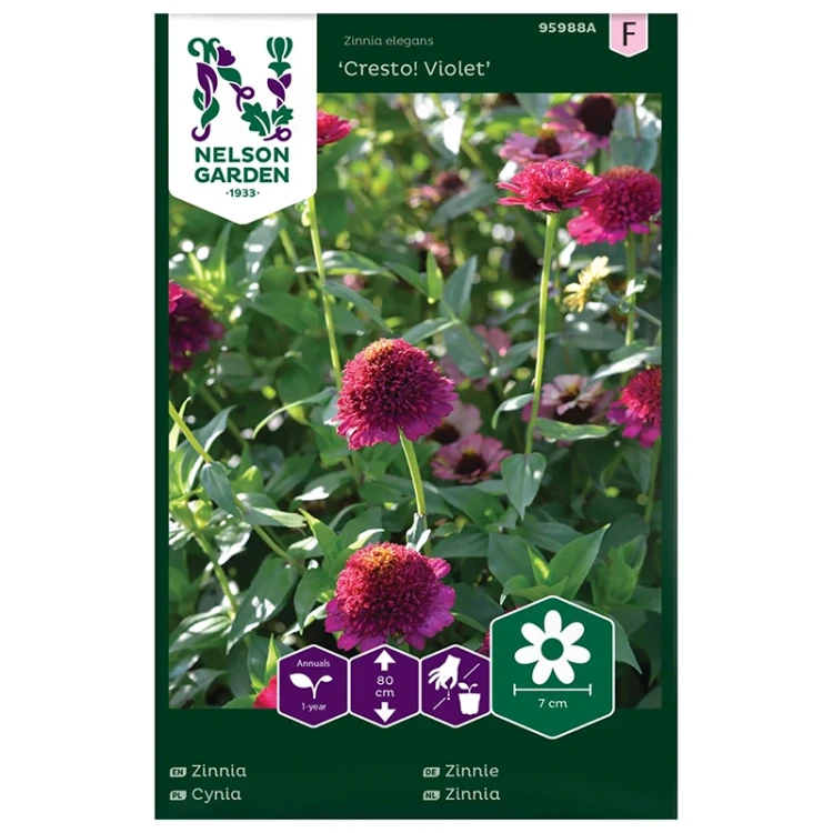 Cynia 'Cresto Violet' - BIO
