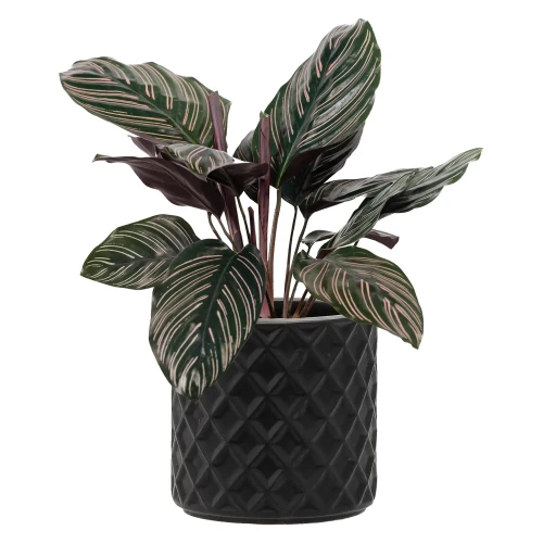 Ceramiczna czarna osłonka na kwiatka 12x12x12 cm