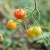 makro-pyszne-pomidory-ogrodowe kopia.webp