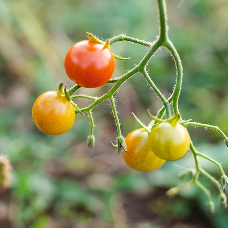 makro-pyszne-pomidory-ogrodowe kopia.webp