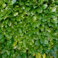 20 kopia.webp