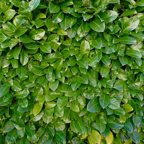 20 kopia.webp