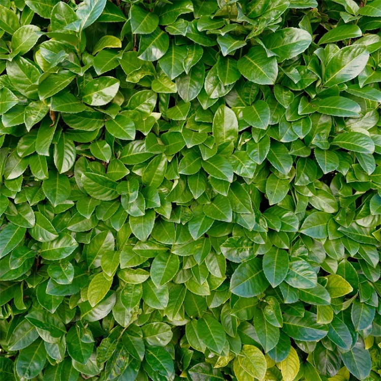 20 kopia.webp