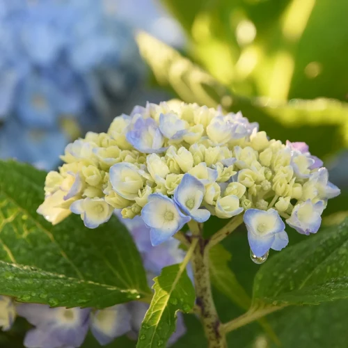 Nawóz rozpuszczalny BLOOM do hortensji 200g