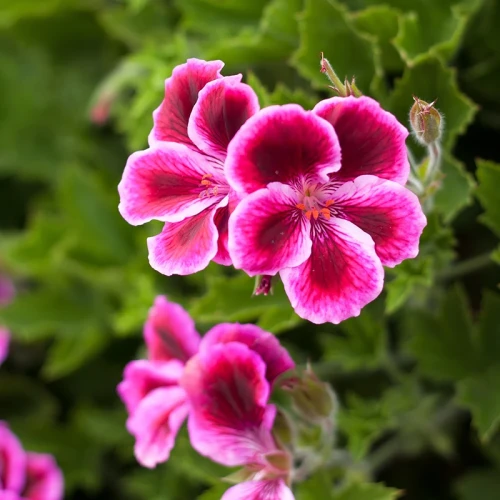 Nawóz rozpuszczalny BLOOM do pergoli i roślin balkonowych 200g