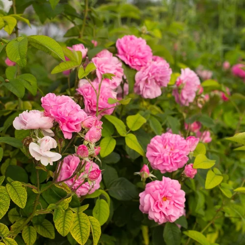 Nawóz rozpuszczalny BLOOM do roślin róż 200g