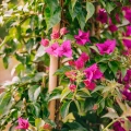 zakonczenie-swiezi-rozowi-bougainvillea-kwiaty kopia.webp