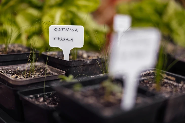 Tabliczki plastikowe do opisywania roślin