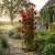 Pergola kolumnowa PRIMO 160 cm - Metalwoa podpora do róż