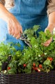 Podłużna donica Easy Grow