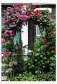 Pergola kwiatowa