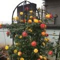 Obelisk - pergola ogrodowa