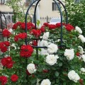 Obelisk - pergola ogrodowa