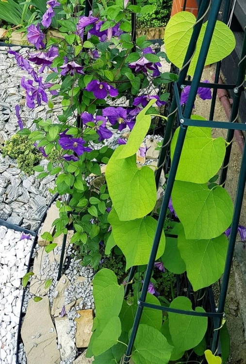 Podpora do pnączy
