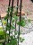 Pergola Piramida