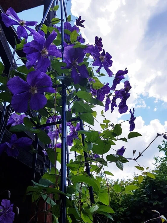 Pergola na pnącza