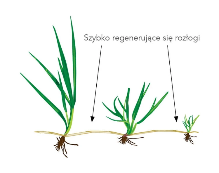 Szybko regenerujące się rozłogi