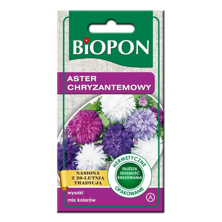 Aster wysoki chryzantemowy