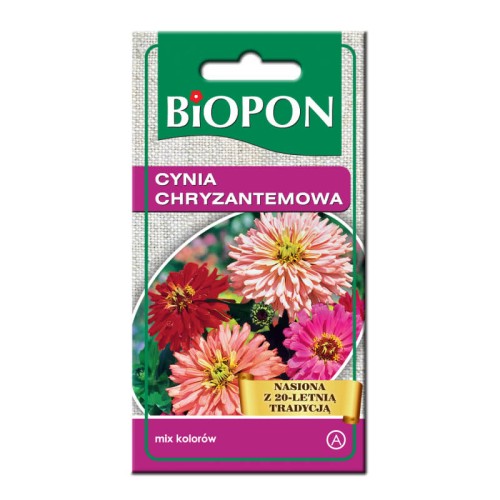 Cynia chryzantemowa