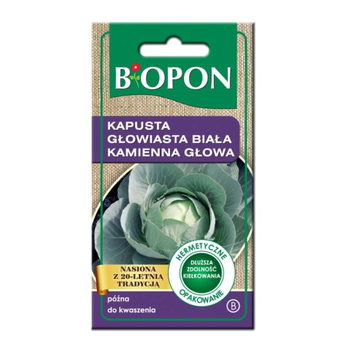 Kapusta Kamienna Głowa