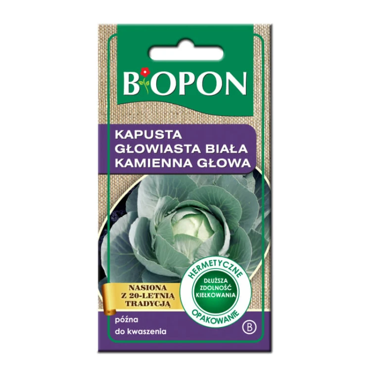 Kapusta Kamienna Głowa