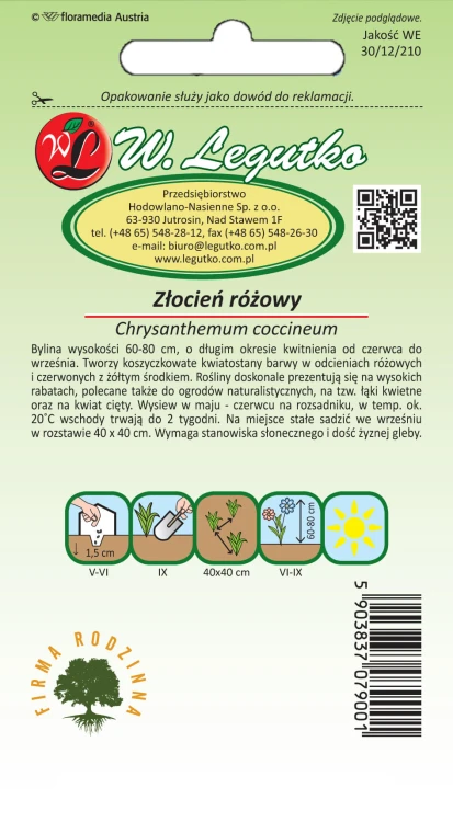 Złocień różowy mieszanka