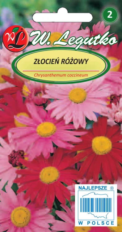 Złocień różowy mieszanka