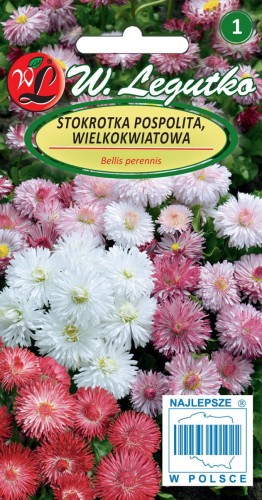 Stokrotka pospolita wielkokwiatowa - mieszanka