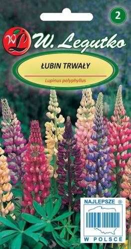 Łubin trwały mieszanka