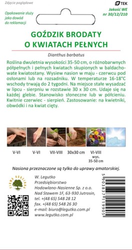 Goździk brodaty pełny
