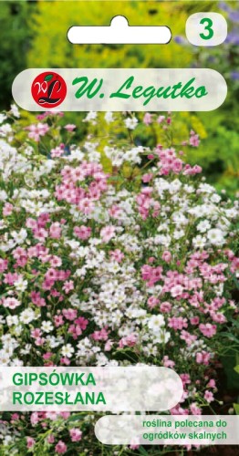 Gipsówka rozesłana