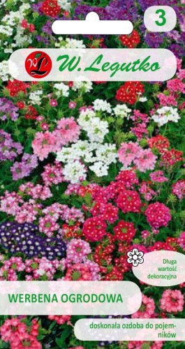 Werbena ogrodowa