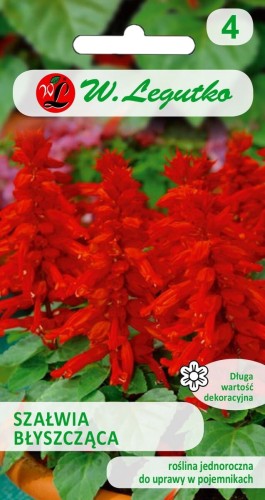 Szałwia błyszcząca czerwona