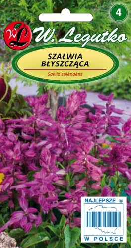 Szałwia błyszcząca fioletowa