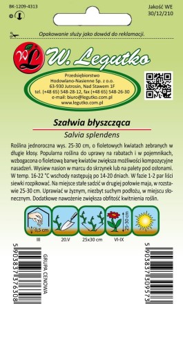 Szałwia błyszcząca fioletowa