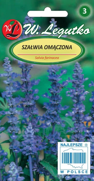 Szałwia omączona