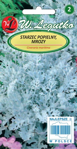 Starzec popielny, Mrozy srebrnobiałe