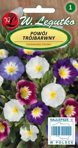 Powój trójbarwny