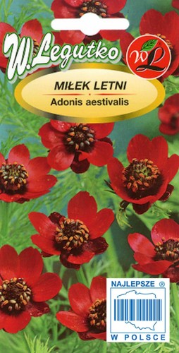 Miłek letni szkarłatny