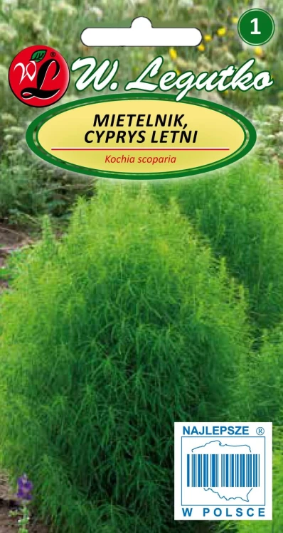 Mietelnik, Cyprys letni zielony