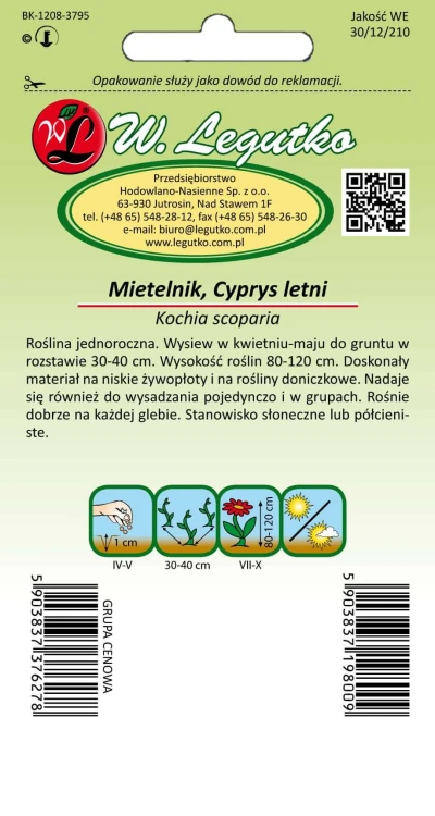 Mietelnik, Cyprys letni zielony