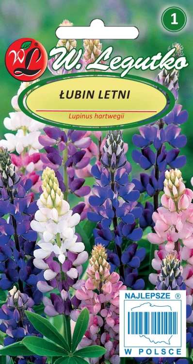 Łubin letni